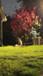 Found/Stray Unknown Cat last seen corner of whitby and tetterhall ln, Machesney Park, IL 61111