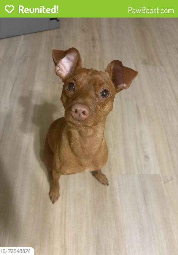 Reunited Male Dog last seen Armstrong, Clovis, CA 93611