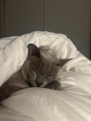 Lost Male Cat last seen Jessie way play ground, portarlington road hwy, Leopold, VIC 3224