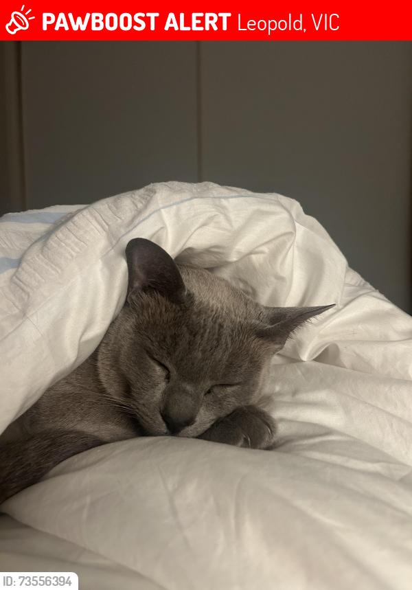Lost Male Cat last seen Jessie way play ground, portarlington road hwy, Leopold, VIC 3224