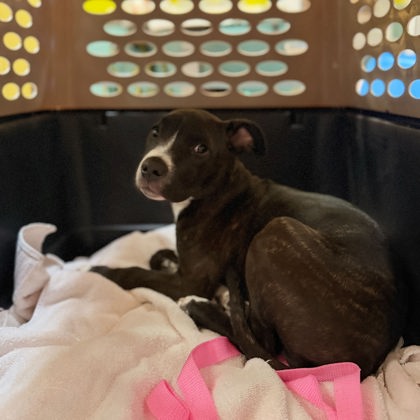 Shelter Stray Female Dog last seen homeless encampment under bridge in E Oakland, Oakland, CA, 1101 29th Ave, Oakland, CA 94601, USA