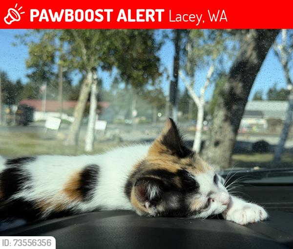 Lost Female Cat last seen Fred meyers on sleater Kinney, Lacey, WA 98507
