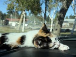 Lost Female Cat last seen Fred meyers on sleater Kinney, Lacey, WA 98507