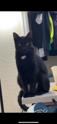 Lost Female Cat last seen River Run Community, Commerce City, CO 80640