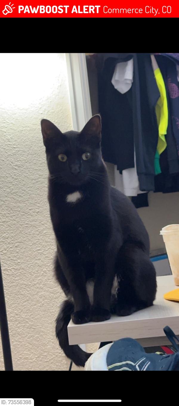 Lost Female Cat last seen River Run Community, Commerce City, CO 80640