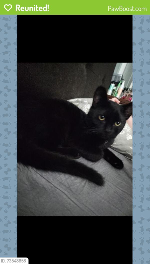 Reunited Male Cat last seen Near carlota ct, Charlotte, NC 28269