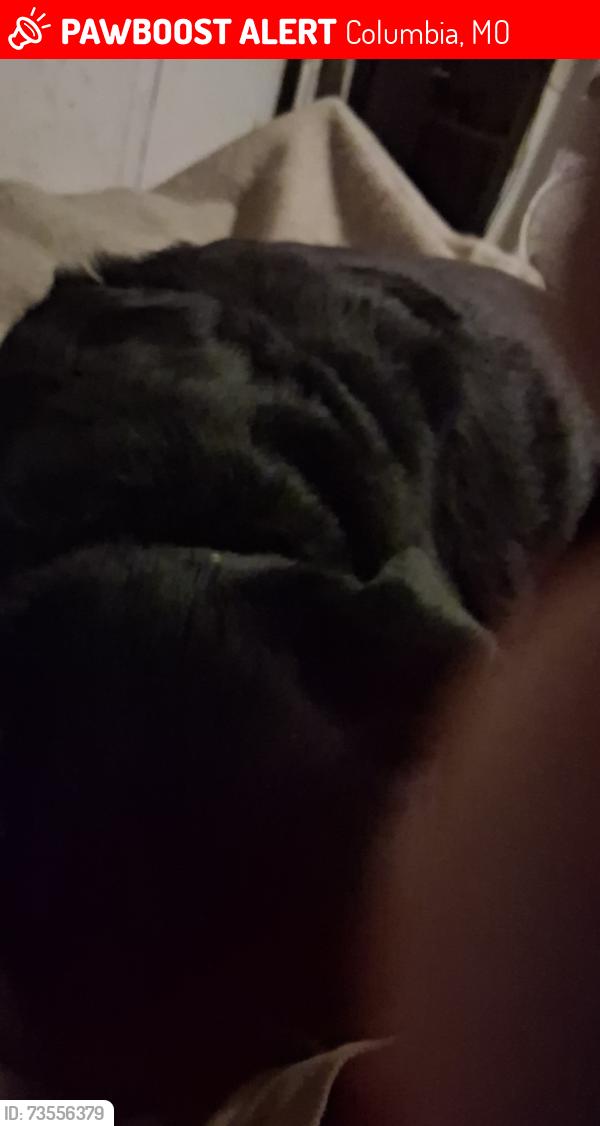 Lost Male Dog last seen First Glacier Drive, Columbia, MO 65202