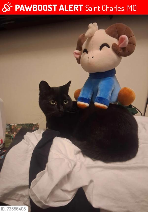 Lost Female Cat last seen Near osage St, Saint Charles, MO 63301
