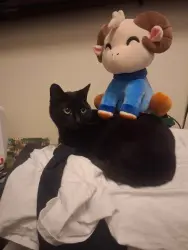 Lost Female Cat last seen Near osage St, Saint Charles, MO 63301
