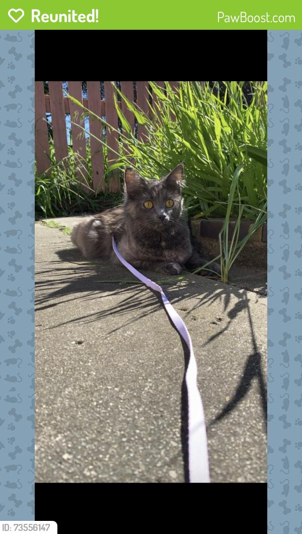 Reunited Female Cat last seen Myers street sunshine west, Sunshine West, VIC 3020