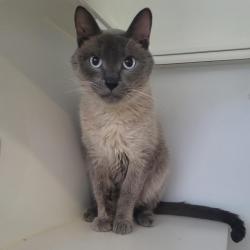 Shelter Stray Male Cat last seen Near E Madison Avenue, El Cajon, CA, 92021, El Cajon, CA 92020, USA