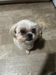 Found/Stray Male Dog last seen Harold’s drive and marsh avenue, Huntsville, AL 35806