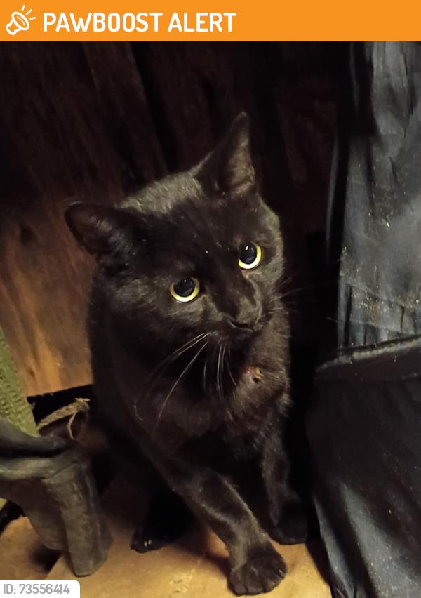 Found/Stray Male Cat last seen Hopewell Church Rd and hubert stephens rd in murrayville, Hopewell Church Rd, GA 30506