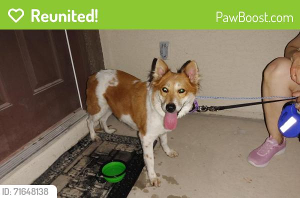 Reunited Female Dog last seen Near Moapa Water st, Las Vegas, NV 89131, Las Vegas, NV 89131