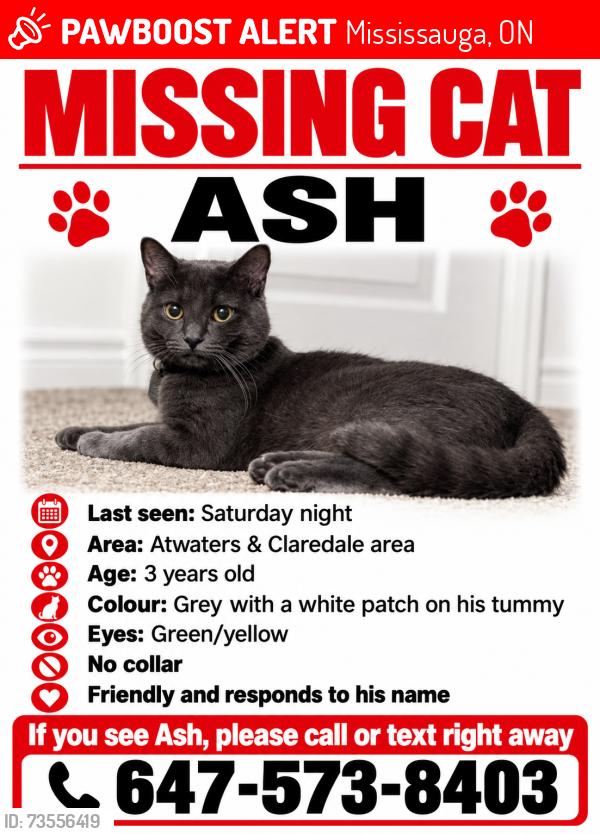 Lost Male Cat last seen Claredale rd/ Atwater, Mississauga, ON 