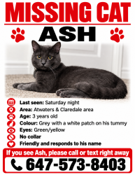 Lost Male Cat last seen Claredale rd/ Atwater, Mississauga, ON 