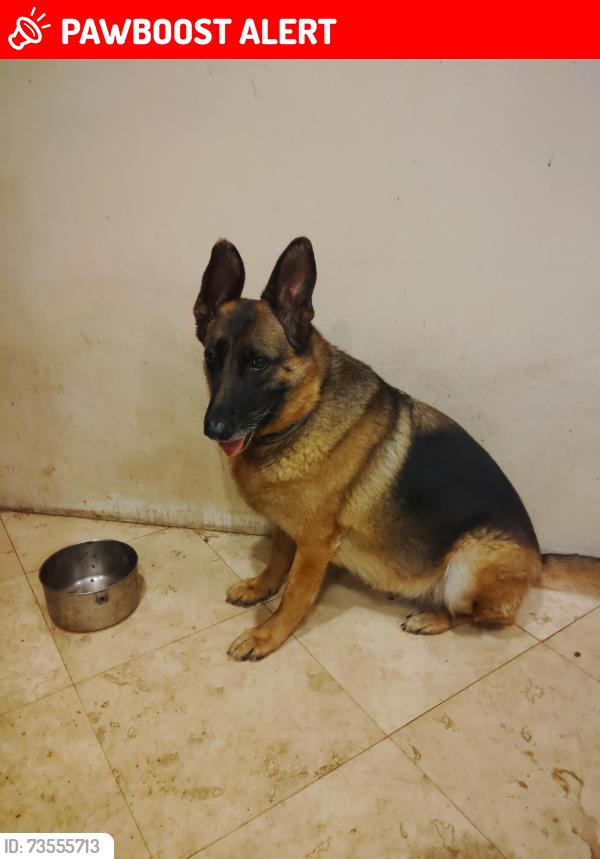 Lost Female Dog last seen Chapman avenue Orange Park acres, Orange Park Acres, CA 92869