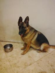 Lost Female Dog last seen Chapman avenue Orange Park acres, Orange Park Acres, CA 92869