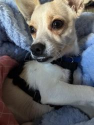 Lost Male Dog last seen Near RENWICK ST, Oakland, CA 94601