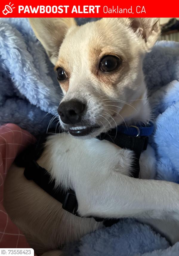 Lost Male Dog last seen Near RENWICK ST, Oakland, CA 94601