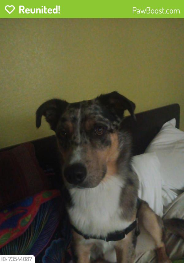 Reunited Male Dog last seen Community hosp, Fresno, CA 93721