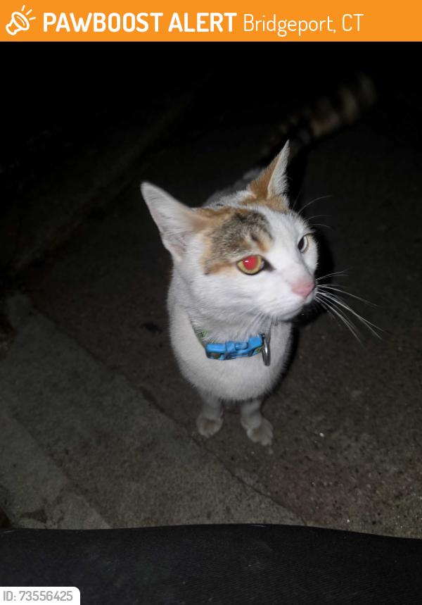 Found/Stray Female Cat last seen Harriet st & east Washington, Bridgeport, CT 06608