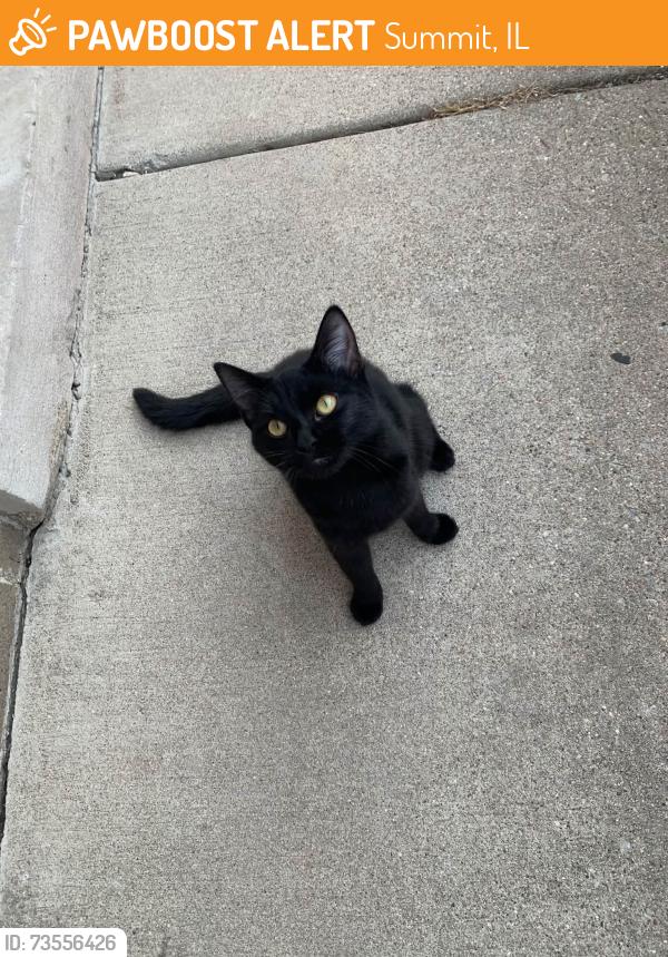 Found/Stray Female Cat last seen 62nd, Summit, IL 60501