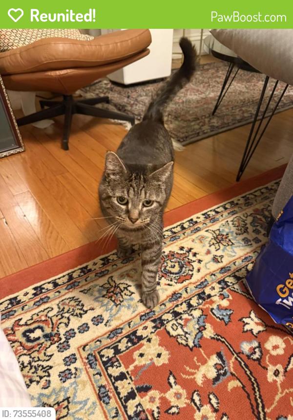 Reunited Male Cat last seen Backyards between blackstone and dorchester, Chicago, IL 60637