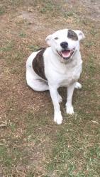 Reunited Female Dog last seen Litsea street, Algester,  