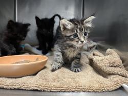 Shelter Stray Female Cat last seen JAMBOREE RD/ROBINSON DR, 92602, 6443 Oak Canyon, Irvine, CA 92618, USA