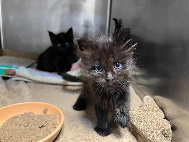 Shelter Stray Female Cat last seen JAMBOREE RD/ROBINSON DR, 92602, 6443 Oak Canyon, Irvine, CA 92618, USA