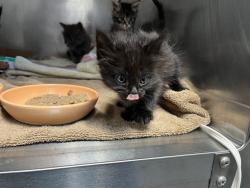 Shelter Stray Female Cat last seen JAMBOREE RD/ROBINSON DR, 92602, 6443 Oak Canyon, Irvine, CA 92618, USA