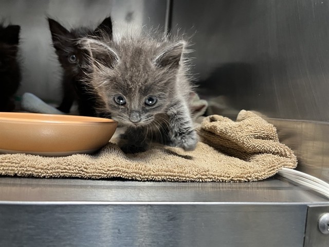 Shelter Stray Female Cat last seen JAMBOREE RD/ROBINSON DR, 92602, 6443 Oak Canyon, Irvine, CA 92618, USA