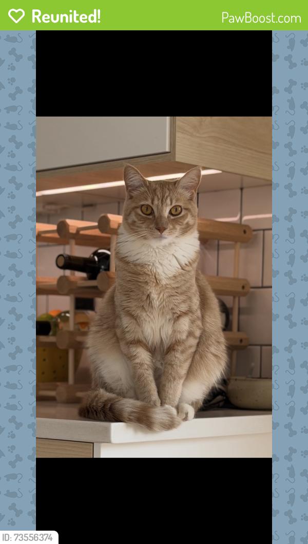 Reunited Female Cat last seen Saddle Ct and Palomino Way, West Linn, OR 97068