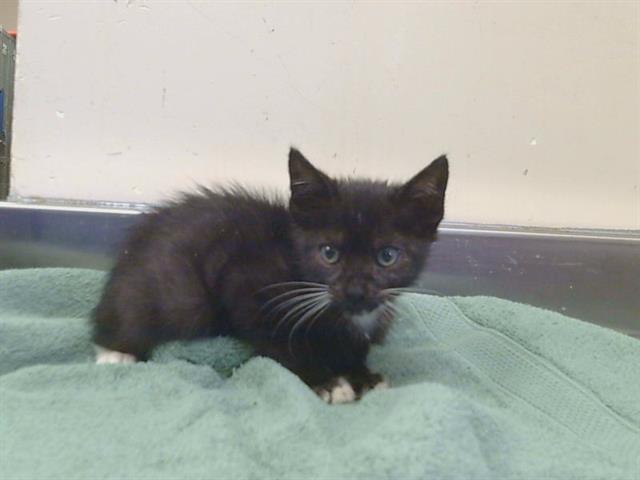 Shelter Stray Female Cat last seen ELISE AVE AT STOCKTON BLVD, 95828, 3839 Bradshaw Rd, Sacramento, CA 95827, USA
