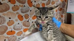 Shelter Stray Female Cat last seen Near BLOCK VAN BUREN BL, JURUPA VALLEY, CA, 6851 Van Buren Boulevard, Jurupa Valley, CA 92509, USA