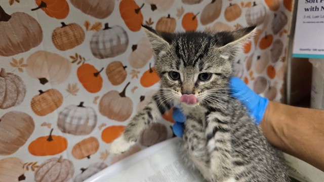 Shelter Stray Female Cat last seen Near BLOCK VAN BUREN BL, JURUPA VALLEY, CA, 6851 Van Buren Boulevard, Jurupa Valley, CA 92509, USA