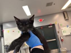 Shelter Stray Male Cat last seen Near BLOCK AVENUE 40, INDIO CA 92203, 72050 Pet Land Pl, Thousand Palms, CA 92276, USA