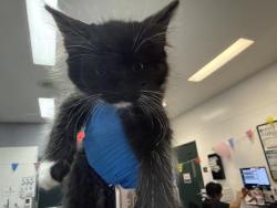 Shelter Stray Female Cat last seen Near BLOCK AVENUE 40, INDIO CA 92203, 72050 Pet Land Pl, Thousand Palms, CA 92276, USA