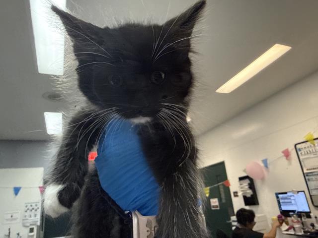 Shelter Stray Female Cat last seen Near BLOCK AVENUE 40, INDIO CA 92203, 72050 Pet Land Pl, Thousand Palms, CA 92276, USA