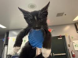 Shelter Stray Male Cat last seen Near BLOCK AVENUE 40, INDIO CA 92203, 72050 Pet Land Pl, Thousand Palms, CA 92276, USA