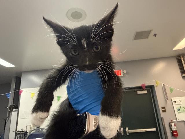 Shelter Stray Male Cat last seen Near BLOCK AVENUE 40, INDIO CA 92203, 72050 Pet Land Pl, Thousand Palms, CA 92276, USA