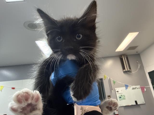 Shelter Stray Female Cat last seen Near BLOCK AVENUE 40, INDIO CA 92203, 72050 Pet Land Pl, Thousand Palms, CA 92276, USA