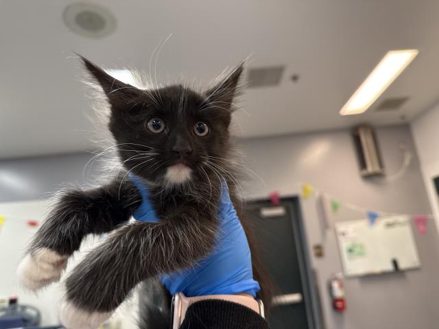 Shelter Stray Female Cat last seen Near BLOCK AVENUE 40, INDIO CA 92203, 72050 Pet Land Pl, Thousand Palms, CA 92276, USA