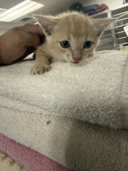 Shelter Stray Male Cat last seen , 14409 Vanowen St, Van Nuys, CA 91405, USA