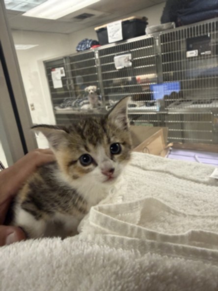 Shelter Stray Female Cat last seen , 14409 Vanowen St, Van Nuys, CA 91405, USA