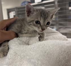 Shelter Stray Female Cat last seen , 14409 Vanowen St, Van Nuys, CA 91405, USA