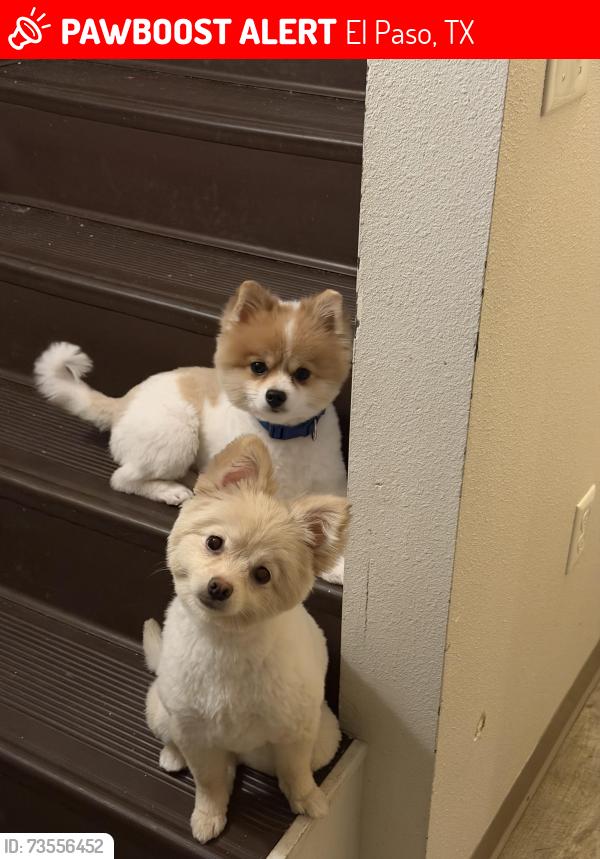 Lost Male Dog last seen Ridge thorn st, El Paso, TX 79932