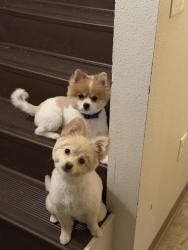 Lost Male Dog last seen Ridge thorn st, El Paso, TX 79932