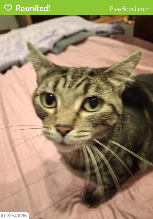 Reunited Female Cat last seen Amazing Movers hwy 101 & Airport rd, Port Angeles, WA 98363
